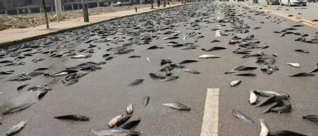 空中降魚(yú)視頻 揭秘罕見(jiàn)空中降魚(yú)現象原理,末日預兆恐怖的空中降魚(yú)實(shí)圖
