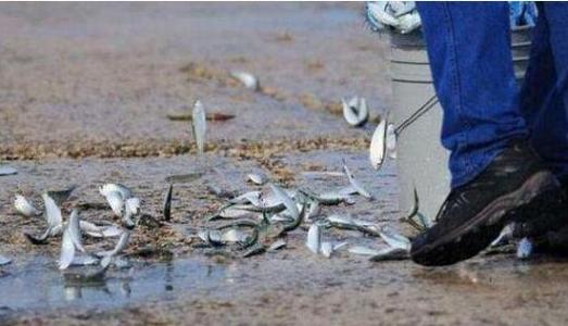 空中降魚(yú)視頻 揭秘罕見(jiàn)空中降魚(yú)現象原理,末日預兆恐怖的空中降魚(yú)實(shí)圖