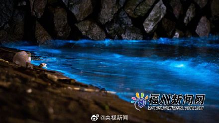福建平潭“藍(lán)眼淚”如期而至 美得讓人窒息2