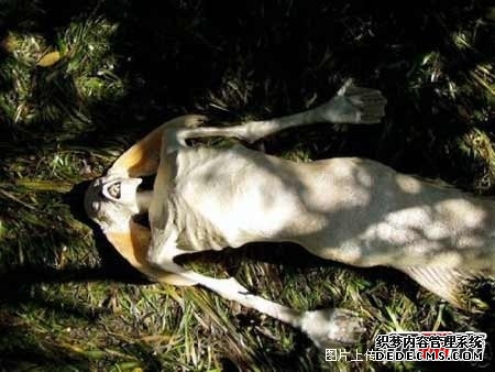 魚人