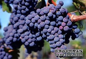 梅洛-葡萄品種