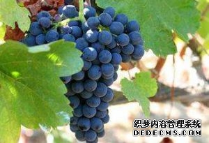 西拉和設(shè)拉子