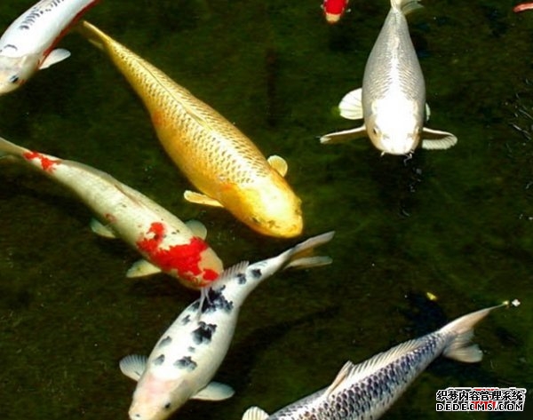 活的壽命最長(zhǎng)的十種動(dòng)物 海蜥蜴/錦鯉紛紛榜上有名