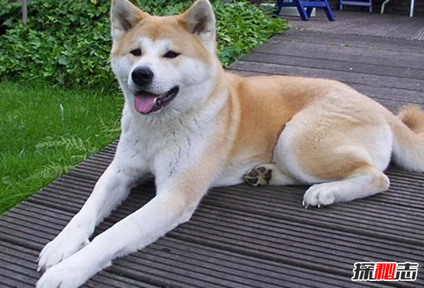 全球最貴的十大狗品種 中國無毛犬上榜,第一售價7000美元