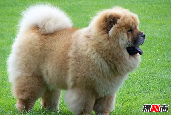 全球最貴的十大狗品種 中國無毛犬上榜,第一售價7000美元