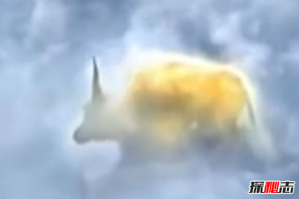 青牛是什么牛?青牛的來歷(太上老君的瑞獸坐騎)