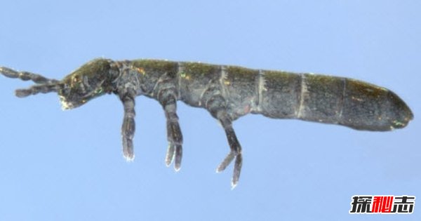 南極生活的動物有哪些?南極的10大神秘生物(圖片曝光)
