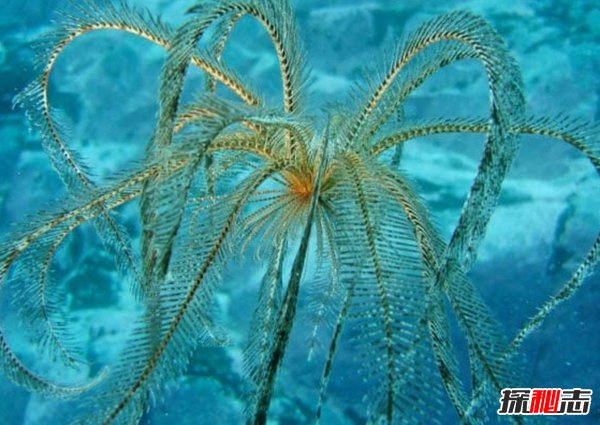 南極生活的動物有哪些?南極的10大神秘生物(圖片曝光)