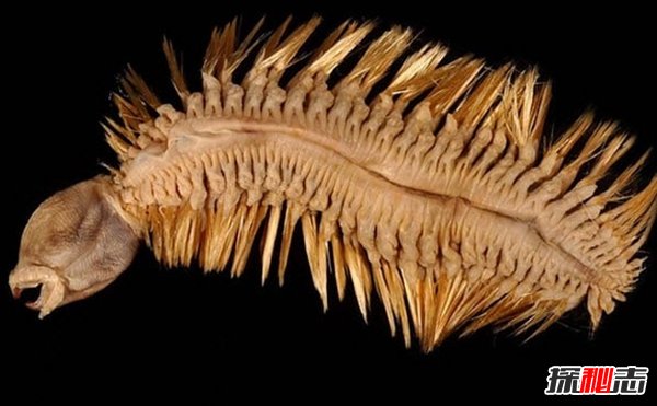 南極生活的動物有哪些?南極的10大神秘生物(圖片曝光)