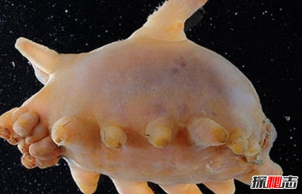 南極生活的動物有哪些?南極的10大神秘生物(圖片曝光)