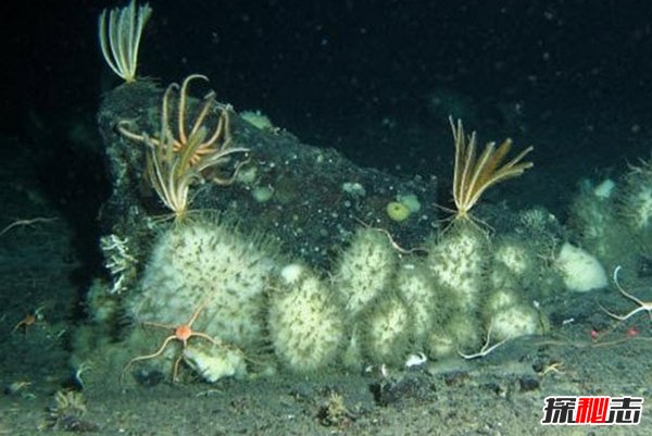 南極生活的動物有哪些?南極的10大神秘生物(圖片曝光)