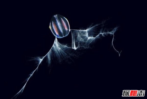 南極生活的動物有哪些?南極的10大神秘生物(圖片曝光)