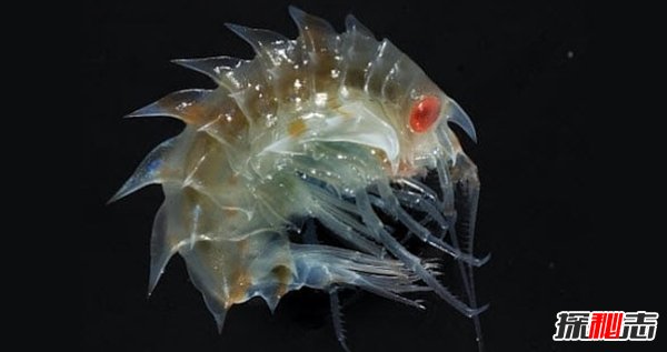 南極生活的動物有哪些?南極的10大神秘生物(圖片曝光)