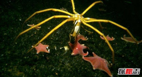 南極生活的動物有哪些?南極的10大神秘生物(圖片曝光)