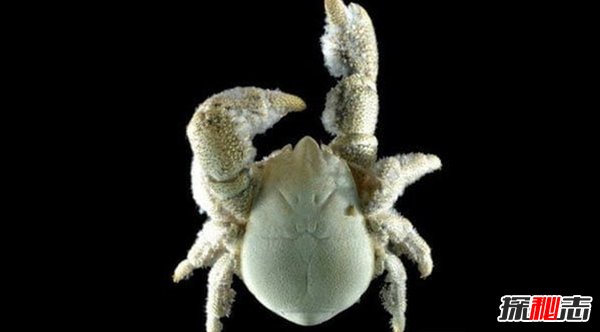 南極生活的動物有哪些?南極的10大神秘生物(圖片曝光)
