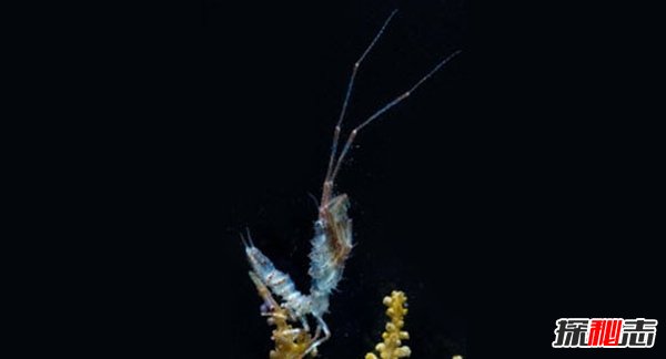 南極生活的動物有哪些?南極的10大神秘生物(圖片曝光)