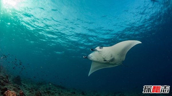 哪些海洋生物瀕臨滅絕?盤點(diǎn)海洋最珍惜的10大魚類
