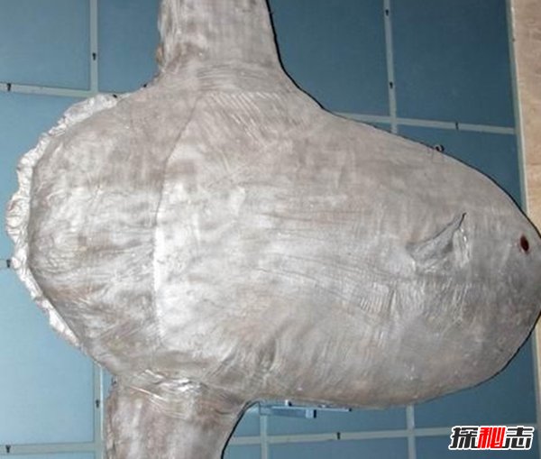 哪些海洋生物瀕臨滅絕?盤點(diǎn)海洋最珍惜的10大魚類