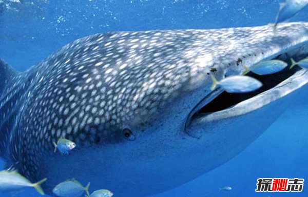 哪些海洋生物瀕臨滅絕?盤點(diǎn)海洋最珍惜的10大魚類