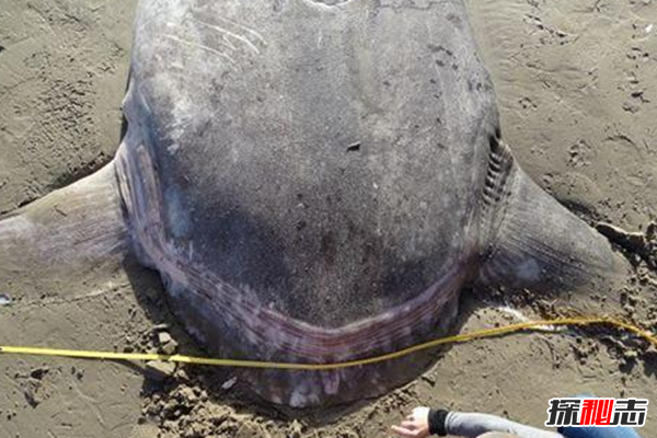 哪些海洋生物瀕臨滅絕?盤點(diǎn)海洋最珍惜的10大魚類