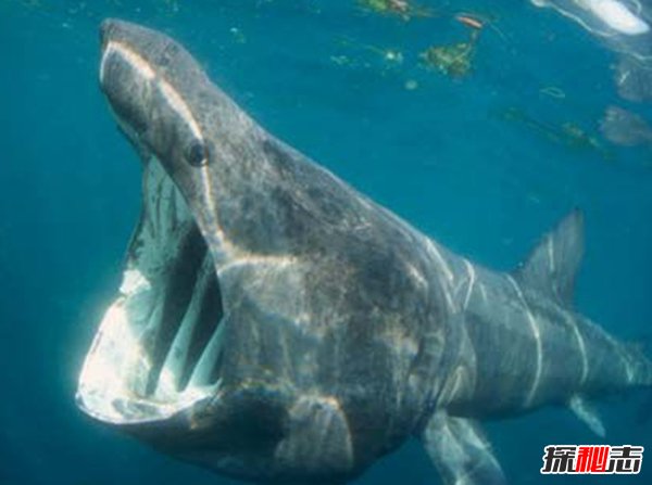 哪些海洋生物瀕臨滅絕?盤點(diǎn)海洋最珍惜的10大魚類