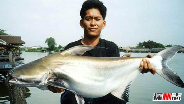 哪些海洋生物瀕臨滅絕?盤點(diǎn)海洋最珍惜的10大魚類