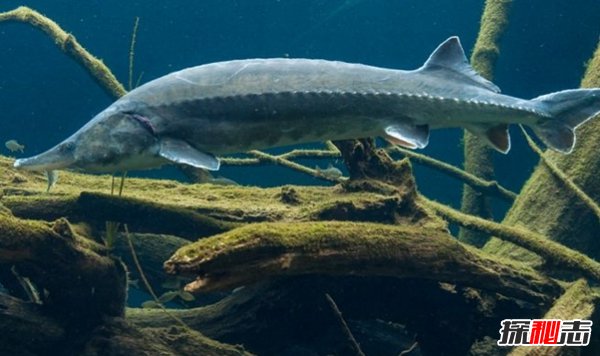 哪些海洋生物瀕臨滅絕?盤點(diǎn)海洋最珍惜的10大魚類