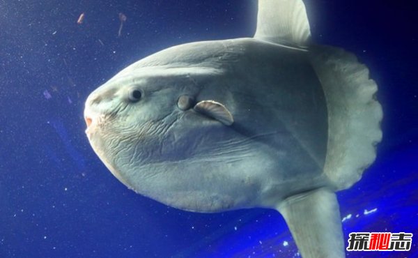 哪些海洋生物瀕臨滅絕?盤點(diǎn)海洋最珍惜的10大魚類
