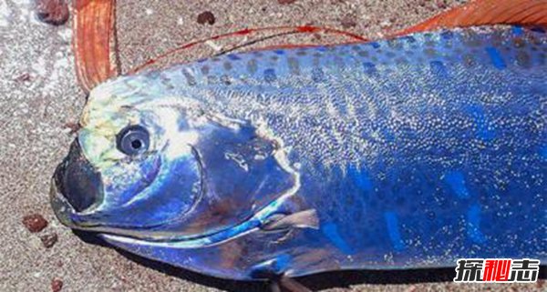 皇帶魚的恐怖傳說(shuō),不詳之魚帶來(lái)地震和海嘯