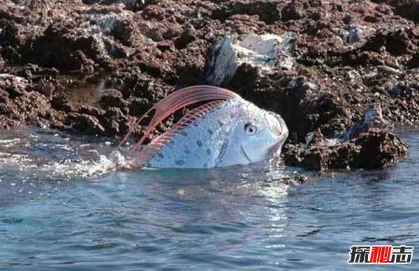 皇帶魚的恐怖傳說(shuō),不詳之魚帶來(lái)地震和海嘯