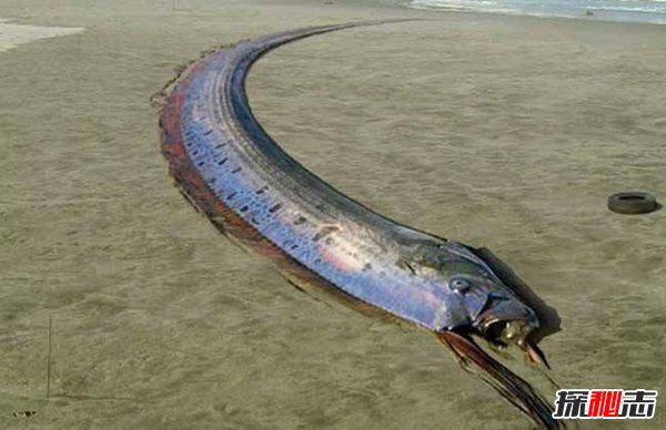 皇帶魚的恐怖傳說(shuō),不詳之魚帶來(lái)地震和海嘯