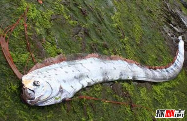 皇帶魚的恐怖傳說(shuō),不詳之魚帶來(lái)地震和海嘯