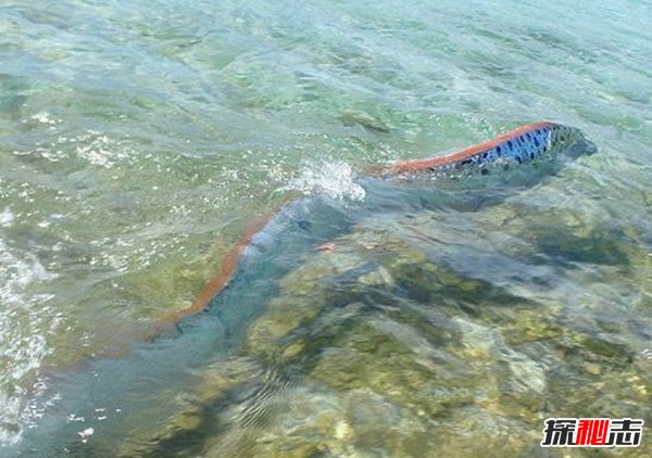 皇帶魚的恐怖傳說(shuō),不詳之魚帶來(lái)地震和海嘯