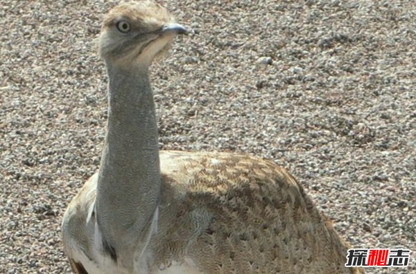動物因人類而死亡?因人類而瀕危的10大動物(真相揭秘)