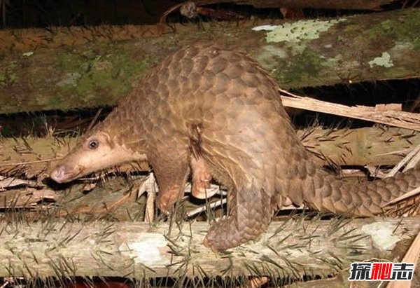 動物因人類而死亡?因人類而瀕危的10大動物(真相揭秘)