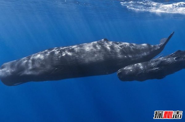 動物因人類而死亡?因人類而瀕危的10大動物(真相揭秘)