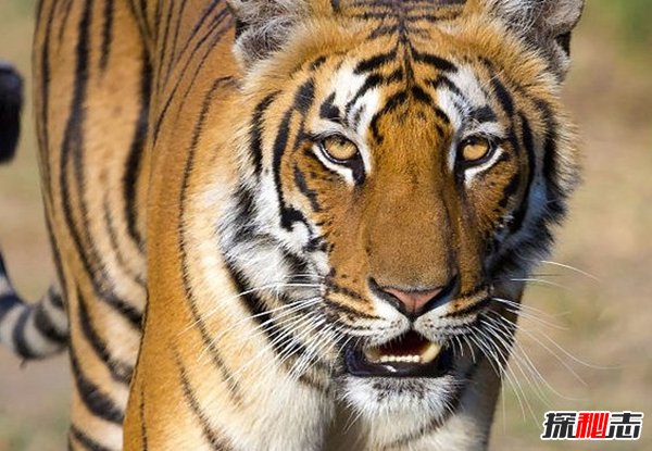 動物因人類而死亡?因人類而瀕危的10大動物(真相揭秘)