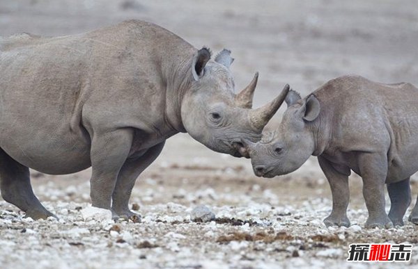 動物因人類而死亡?因人類而瀕危的10大動物(真相揭秘)