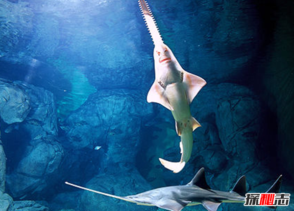 活到現(xiàn)在的遠(yuǎn)古魚類?盤點(diǎn)世界上十大古老魚(附圖)