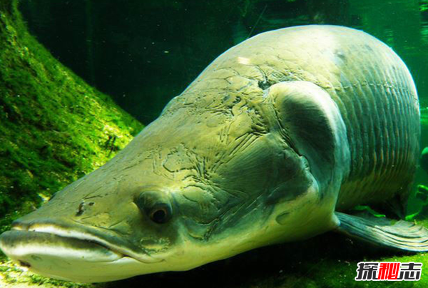 活到現(xiàn)在的遠(yuǎn)古魚類?盤點(diǎn)世界上十大古老魚(附圖)