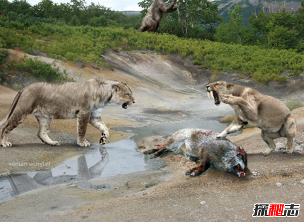 劍齒虎vs殘暴獅,誰更強?(殘暴獅體重近半噸)