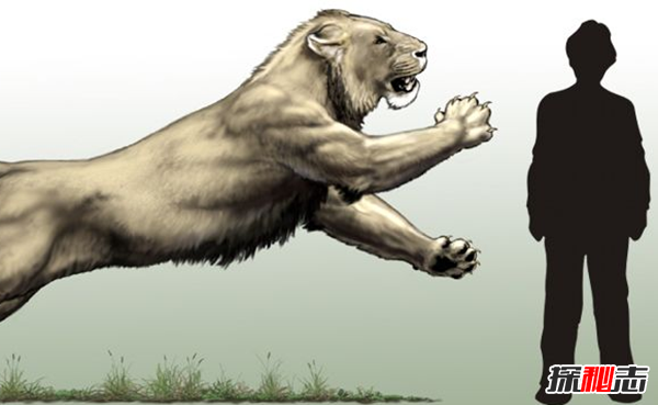 劍齒虎vs殘暴獅,誰更強?(殘暴獅體重近半噸)