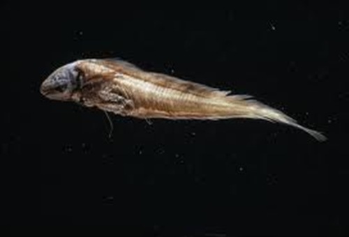 須鳚科魚(yú)